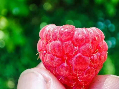 Macro raspberry in a hand. Red ripe fruit 스톡 사진
