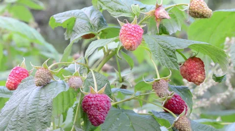 Macro raspberry twig branch grow garden move wind Stock Footage 25445265