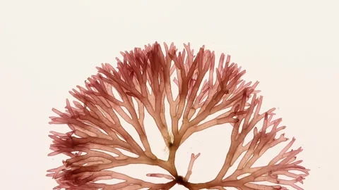 Macro red algae Scinaia furcellata swaying underwater with textured branches Stock Footage 341333080