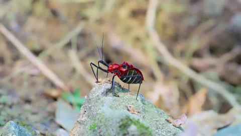 Macro of Red and Black Insect on Stone Video stock 344022205
