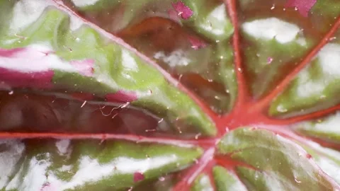 Macro Red and Green Waxy Leaf with Radiating Veins and Texture Stock Footage 346707491