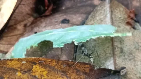 Macro Red Ant Carrying Leaf Across Dry Leaves on Tropical Forest Floor Видео 333104558