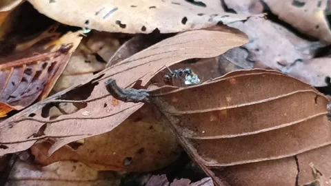 Macro Red Ant Carrying Leaf Walking Across Dry Forest Leaves Видео 333104560