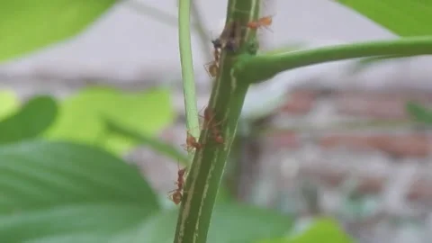 Macro red ant on green tree leaf Stock Footage 256422476
