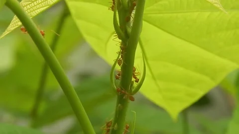 Macro red ant on green tree leaf Stock Footage 256422482