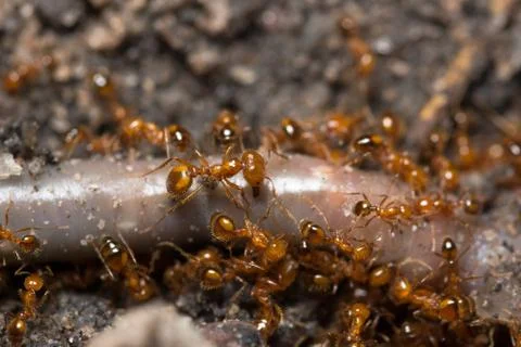 Macro red ant Stock Photos