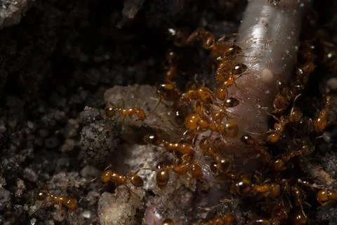 Macro red ant Stock Photos