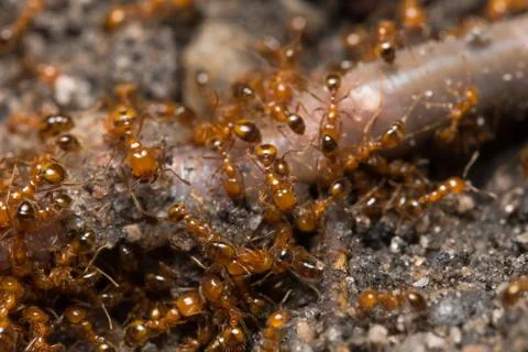 Macro red ant Stock Photos