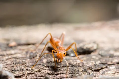 Macro red ant Stock Photos