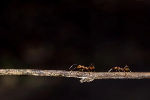 Macro red ant Stock Photos