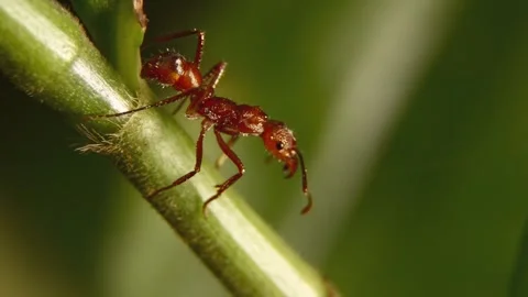 Macro of red ant walking slowly along thin green plant stem in nature garden Stock Footage 340860992