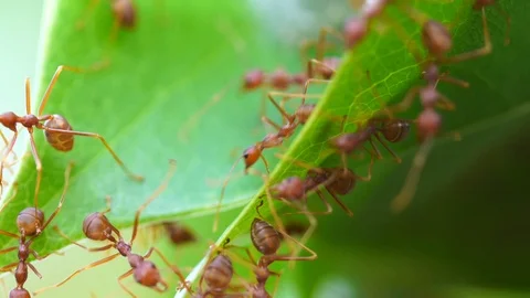 Macro red ant walking on tree leaf Stock Footage 87026818