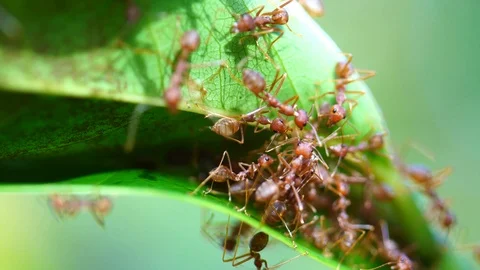 Macro red ant walking on tree leaf Stock Footage 87026846