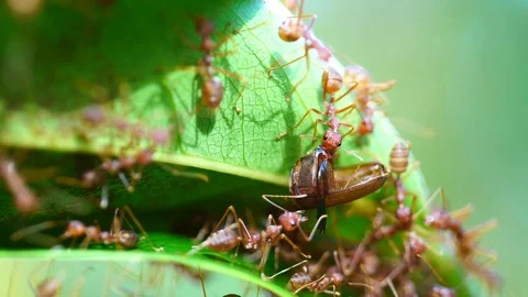 Macro red ant walking on tree leaf Stock Footage 87026858
