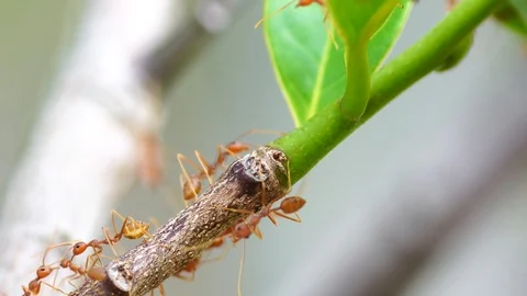 Macro red ant walking on tree leaf Stock Footage 87026886