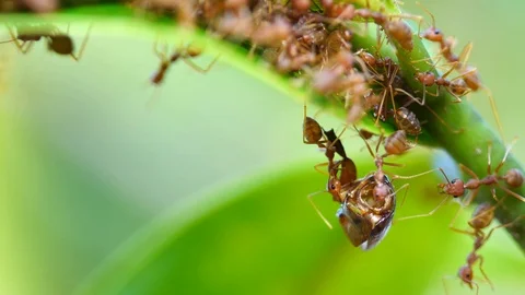 Macro red ant walking on tree leaf Stock Footage 87026952