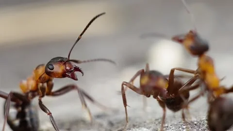 Macro Red Ants Ground Closeup. Stock Footage 307264967