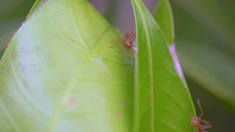 Macro of red ants moving on nest. 库存影片 76424906