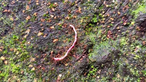 Macro of Red Ants Working Together to Carry Dead Earthworm, Mahe, Seychelles Stock Footage 336293783