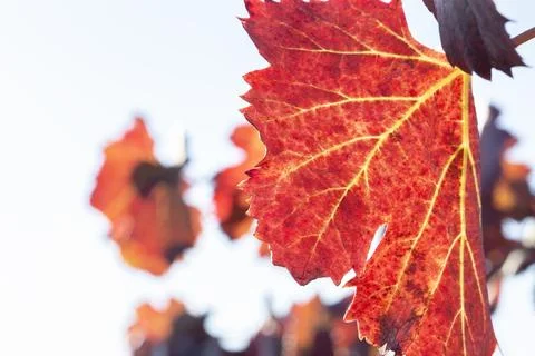 Macro of Red Autumn Grapevine Leaf in Georgian Vineyard Against Bright Sun Sk Stock Photos