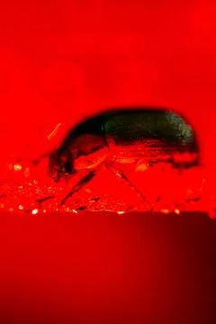 Macro Red Beetle Close-Up With Dramatic Lighting. Foto stock