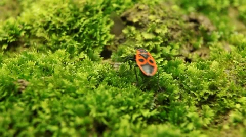 Macro, Red Beetles Stock Footage 8777728