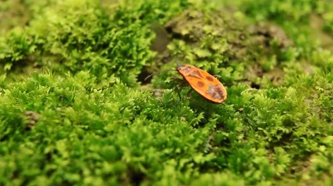 Macro, Red Beetles Stock Footage 8777751