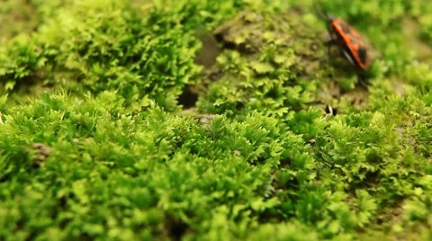 Macro, Red Beetles Stock Footage 8777769