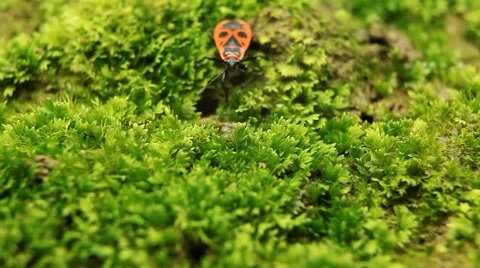 Macro, Red Beetles Stock Footage 8777779