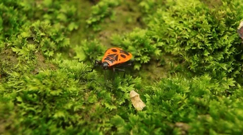 Macro, Red Beetles Stock Footage 8777786