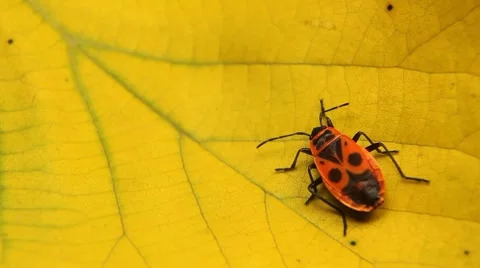 Macro, Red Beetles Stock Footage 8777791