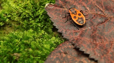 Macro, Red Beetles Stock Footage 8777808