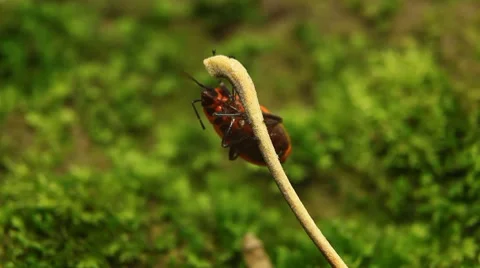 Macro, Red Beetles Stock Footage 8777809