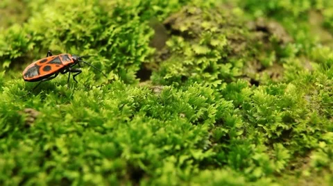 Macro, Red Beetles Stock Footage 8777821