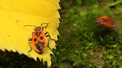 Macro, Red Beetles Stock Footage 8777840