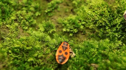 Macro, Red Beetles Stock Footage 8777842