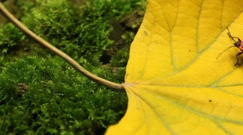 Macro, Red Beetles Stock Footage 8777848