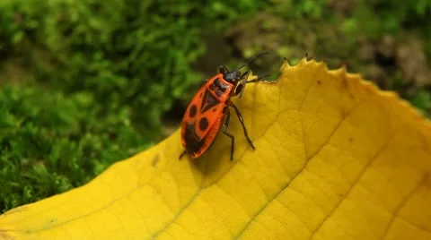 Macro, Red Beetles Stock Footage 8777862