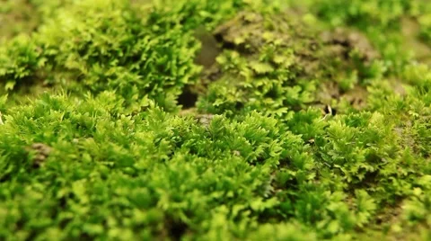 Macro, Red Beetles Stock Footage 8777865