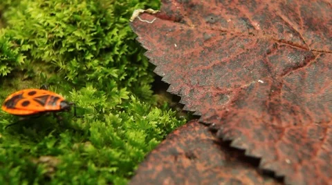 Macro, Red Beetles Stock Footage 8777894
