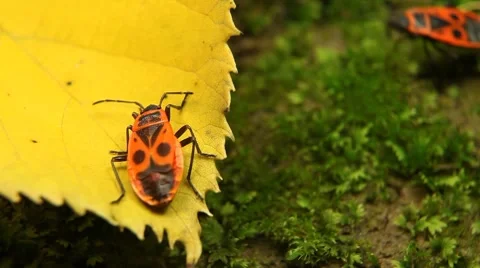 Macro, Red Beetles Stock Footage 8777897