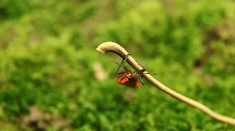 Macro, Red Beetles Video stock 8777900