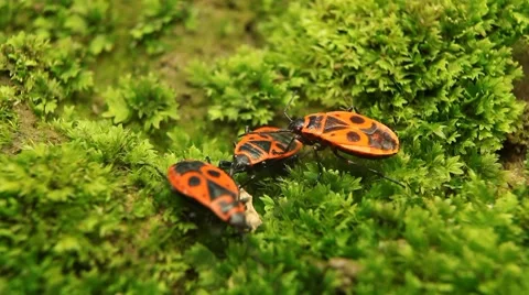 Macro, Red Beetles Stock Footage 8777908