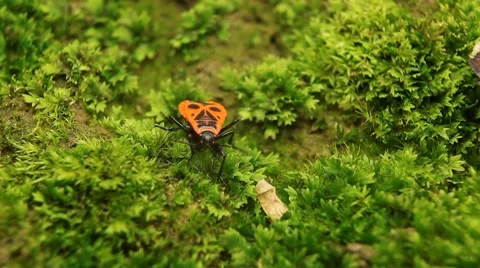 Macro, Red Beetles Stock Footage 8777909