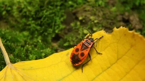 Macro, Red Beetles Stock Footage 8777918