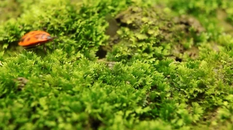 Macro, Red Beetles Stock Footage 8777933