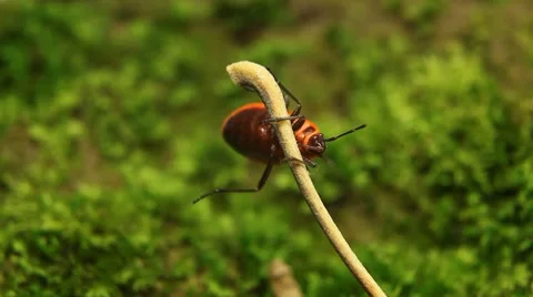 Macro, Red Beetles Stock Footage 8777943