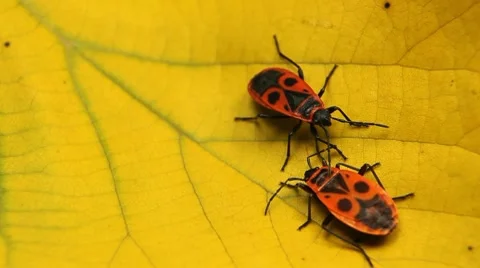Macro, Red Beetles Stock Footage 8777948