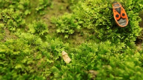 Macro, Red Beetles Stock Footage 8777975