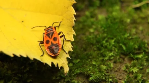 Macro, Red Beetles Stock Footage 8777988